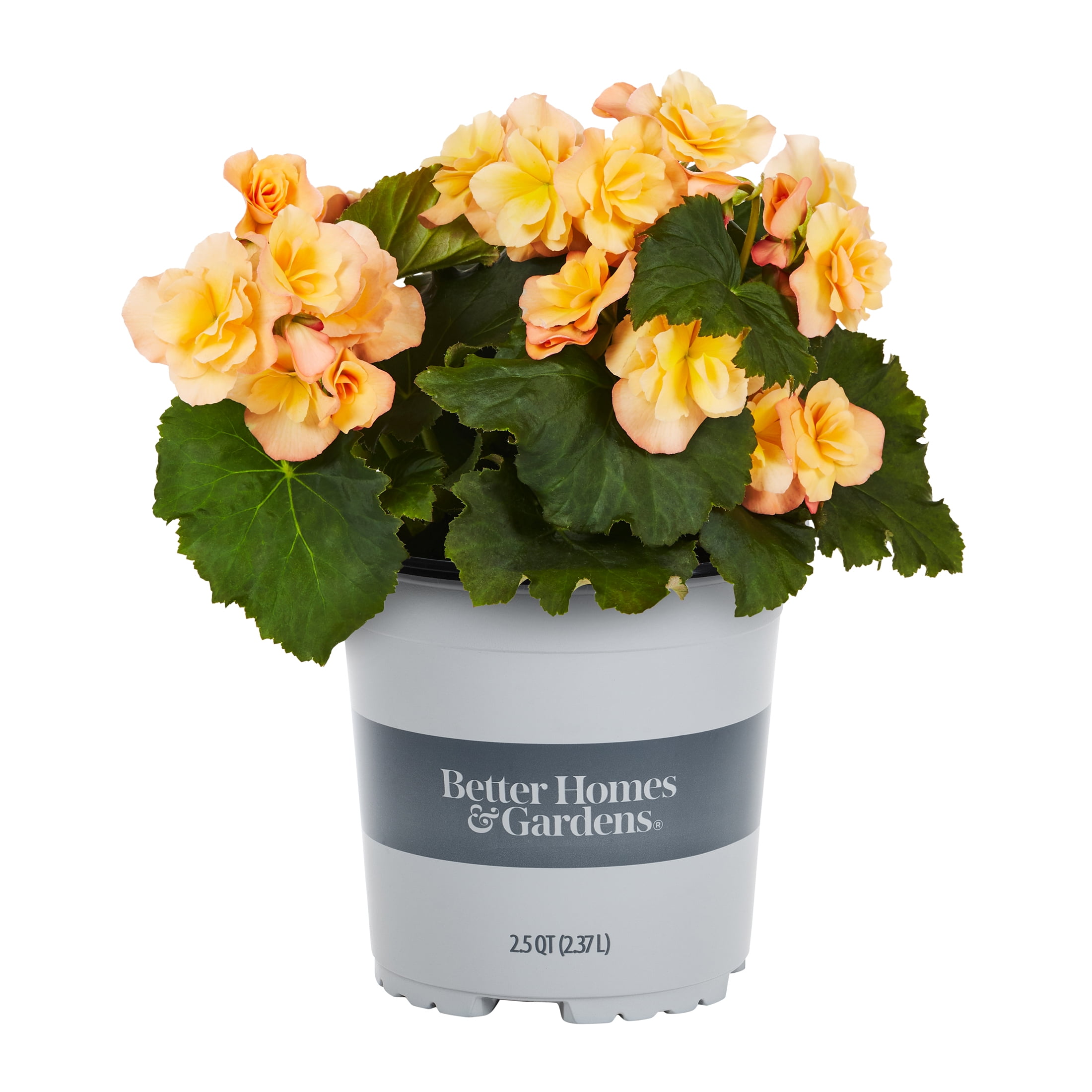 Better Homes & Gardens 2.5QT Multicolor Begonia Live Plants with Grower Pot