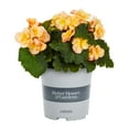 thumbnail image 1 of Better Homes & Gardens 2.5QT Multicolor Begonia Live Plants with Grower Pot, 1 of 6