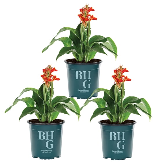 Better Homes & Gardens 2.5QT Multicolor Canna Lily Live Annual Plant Sun 3-Pack