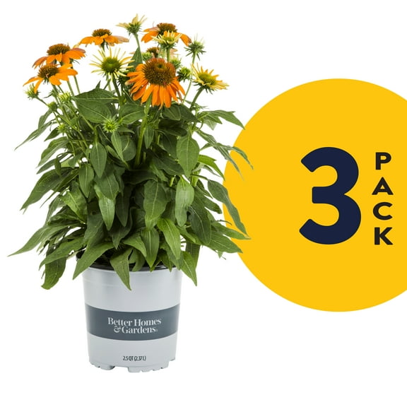 Better Homes & Gardens 2QT Multicolor Echinacea Live Plants (3 Pack) with Grower Pots Full Sun