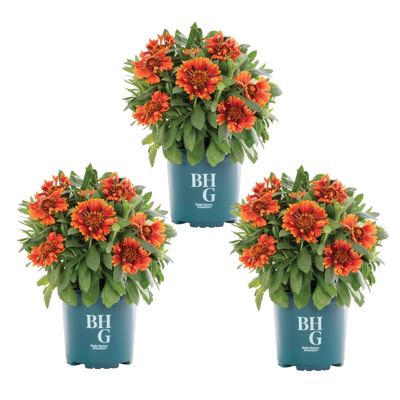 Better Homes & Gardens Multicolor Gaillardia Live Perennial Plant, Full Sun, 3-Pack