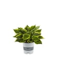 thumbnail image 1 of Better Homes & Gardens 2.5QT Multicolor Hosta Live Plant Grower Pot Shade, 1 of 6
