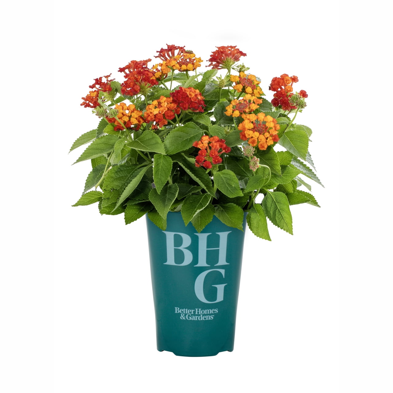 Better Homes & Gardens 2QT Multicolor Lantana Summer Live Annual Plant Sun