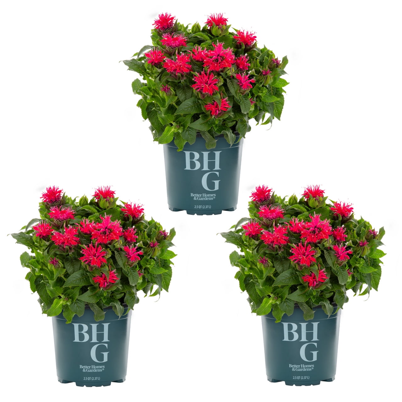 Better Homes & Gardens 2.5QT Red Monarda (3 Pack) Live Plants Sun