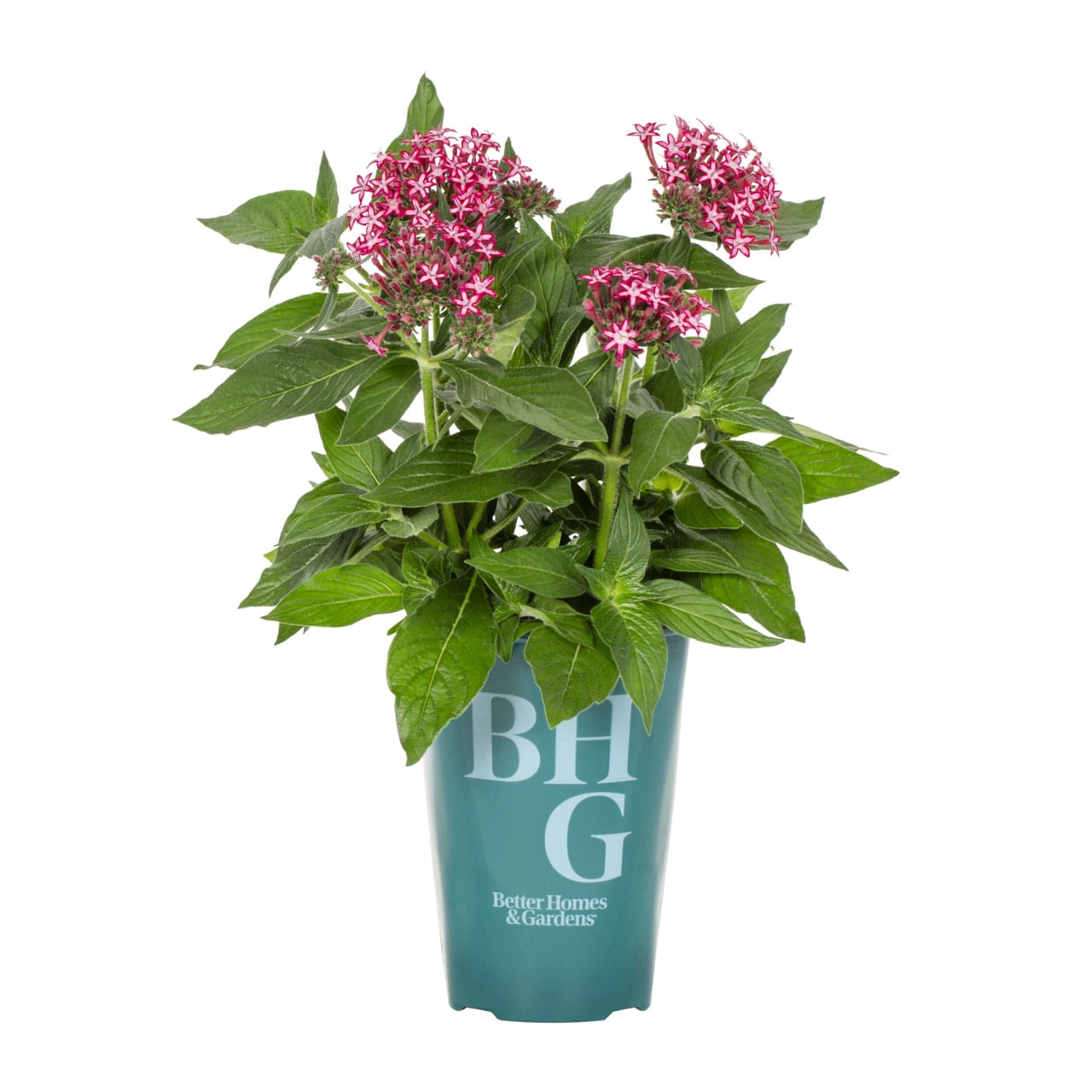 Better Homes & Gardens 2QT Multicolor Pentas Live Annual Plant Sun