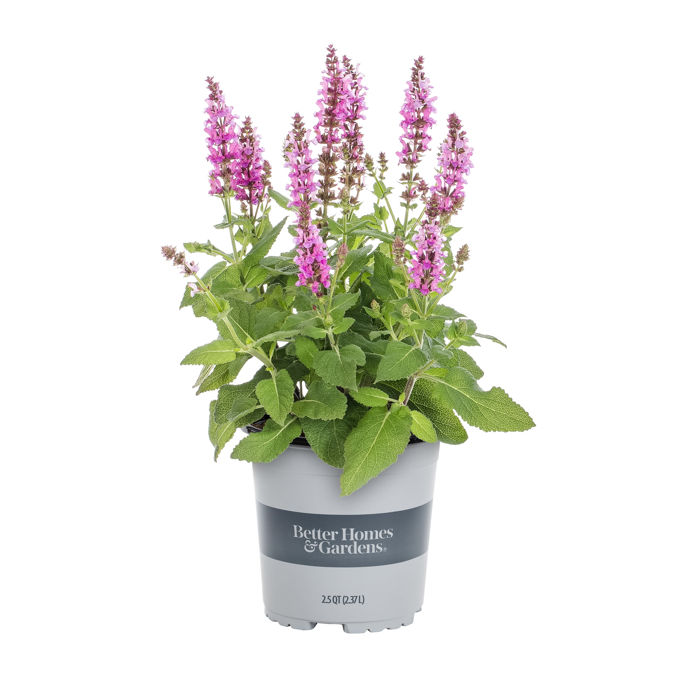 Better Homes & Gardens 2.5QT Multicolor Salvia