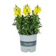 thumbnail image 1 of Better Homes & Gardens 2.5QT Multicolor Snapdragon Live Plants with Grower Pot, 1 of 2