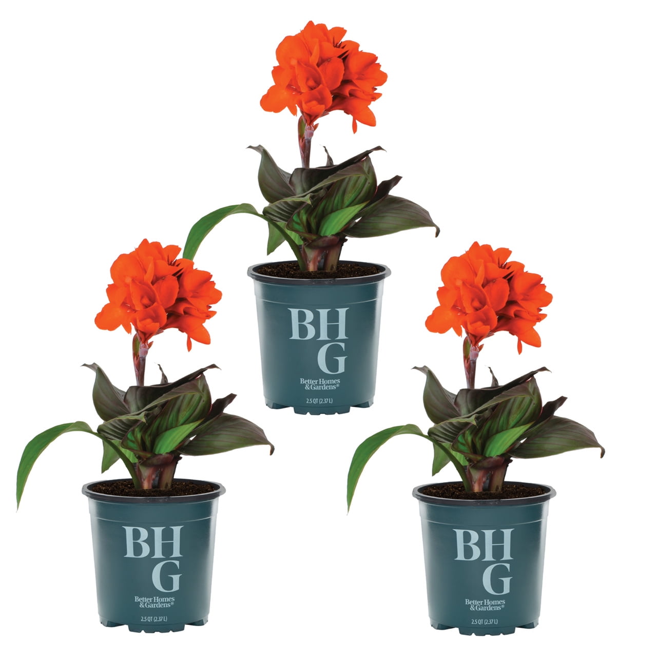 Better Homes & Gardens 2.5QT Orange Canna Lily Live Annual Plant Sun 3-Pack