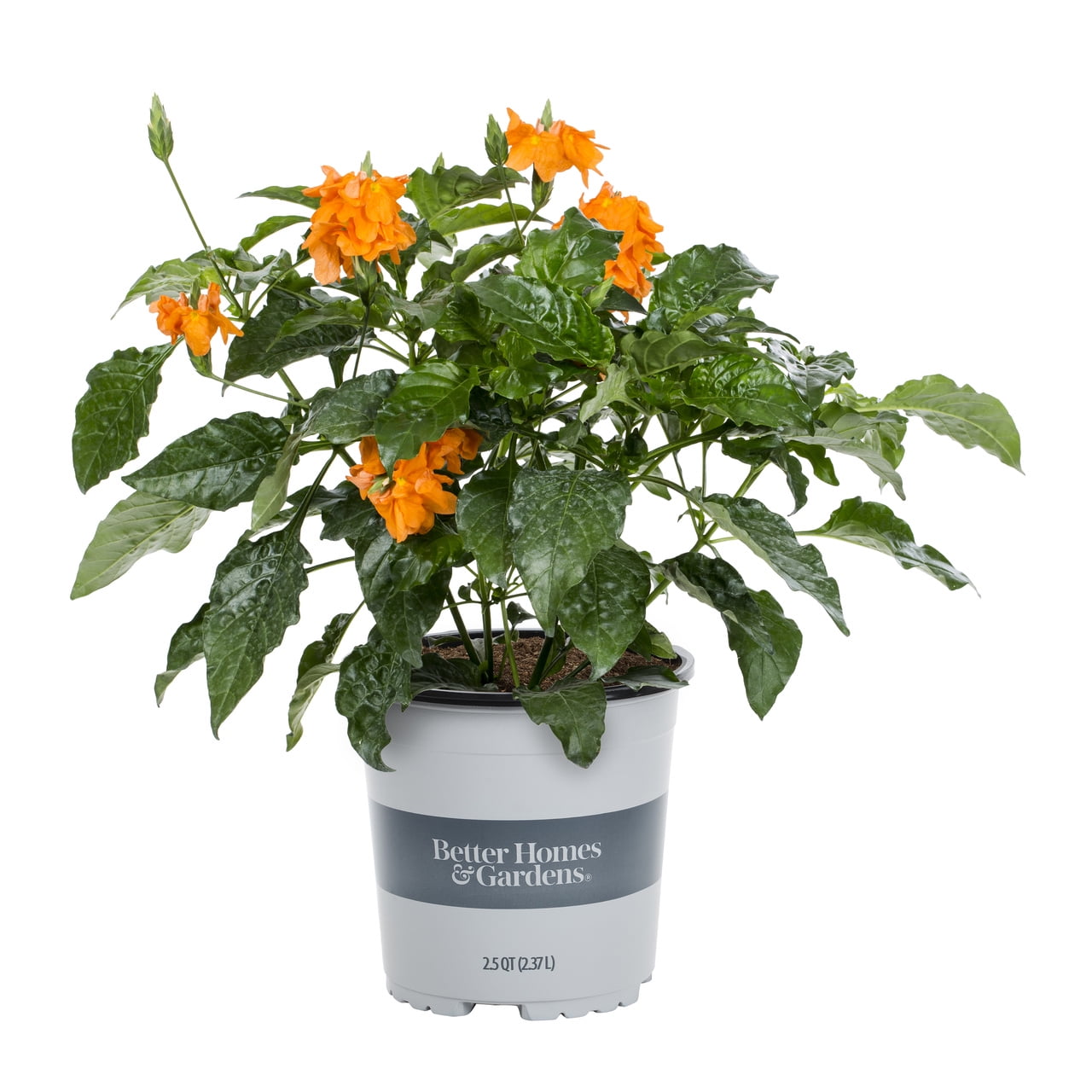 Better Homes & Gardens 2.5QT Orange Crossandra Live Plants - Walmart.com
