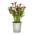 thumbnail image 1 of Better Homes & Gardens 2.5QT Pink Calla Lily Live Perennial Plant Sun, 1 of 6