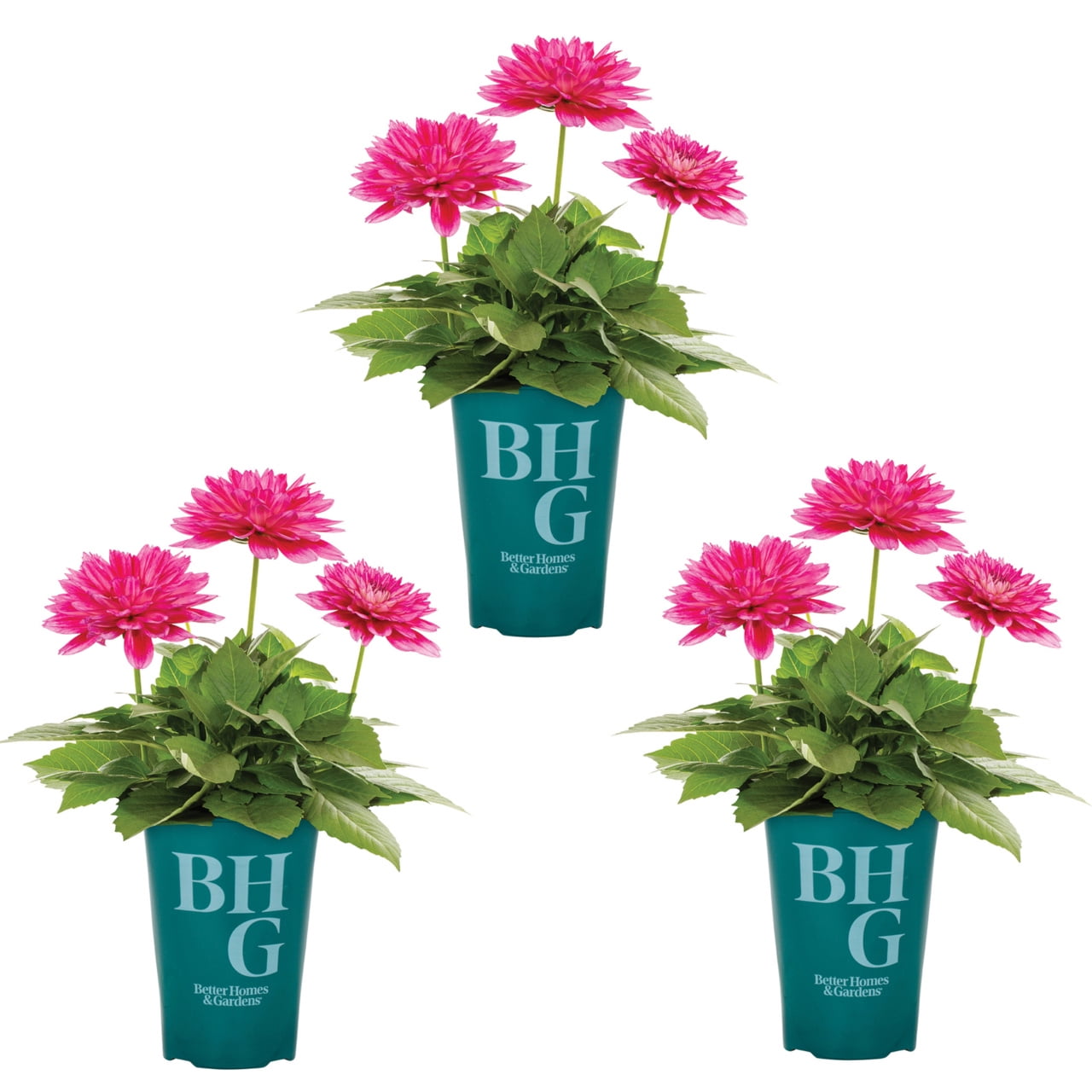 Better Homes & Gardens 2QT Pink Dahlia Live Annual Plant Sun 3-Pack