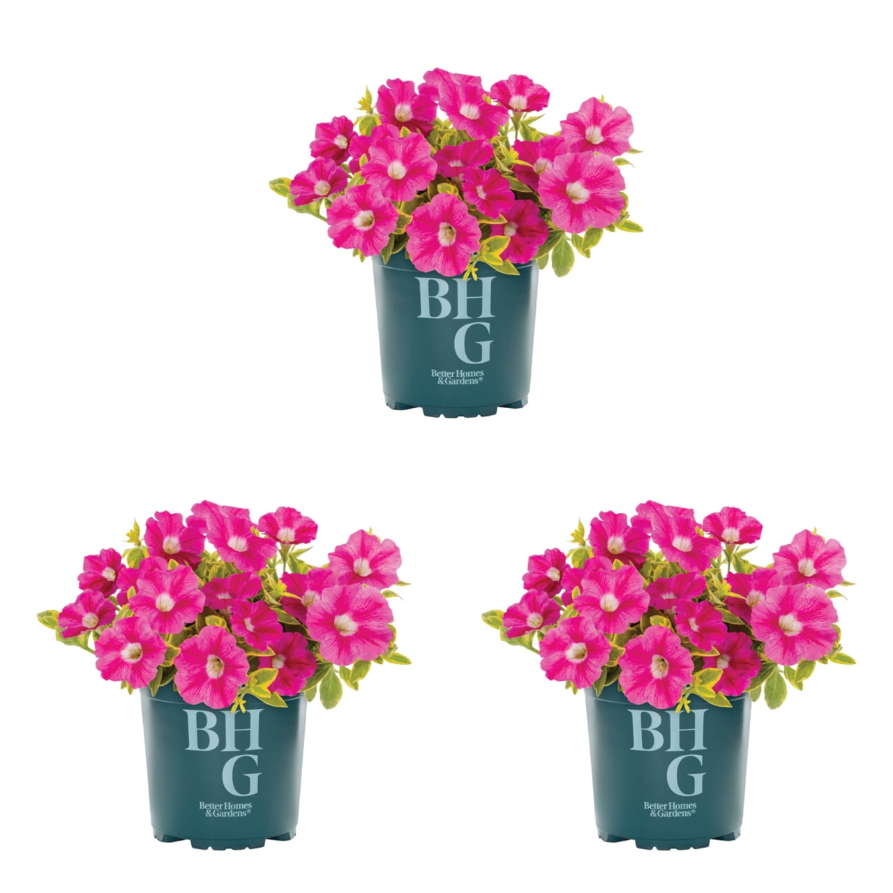 Better Homes & Gardens 2QT Pink Petunia Live Annual Plant Sun 3-Pack