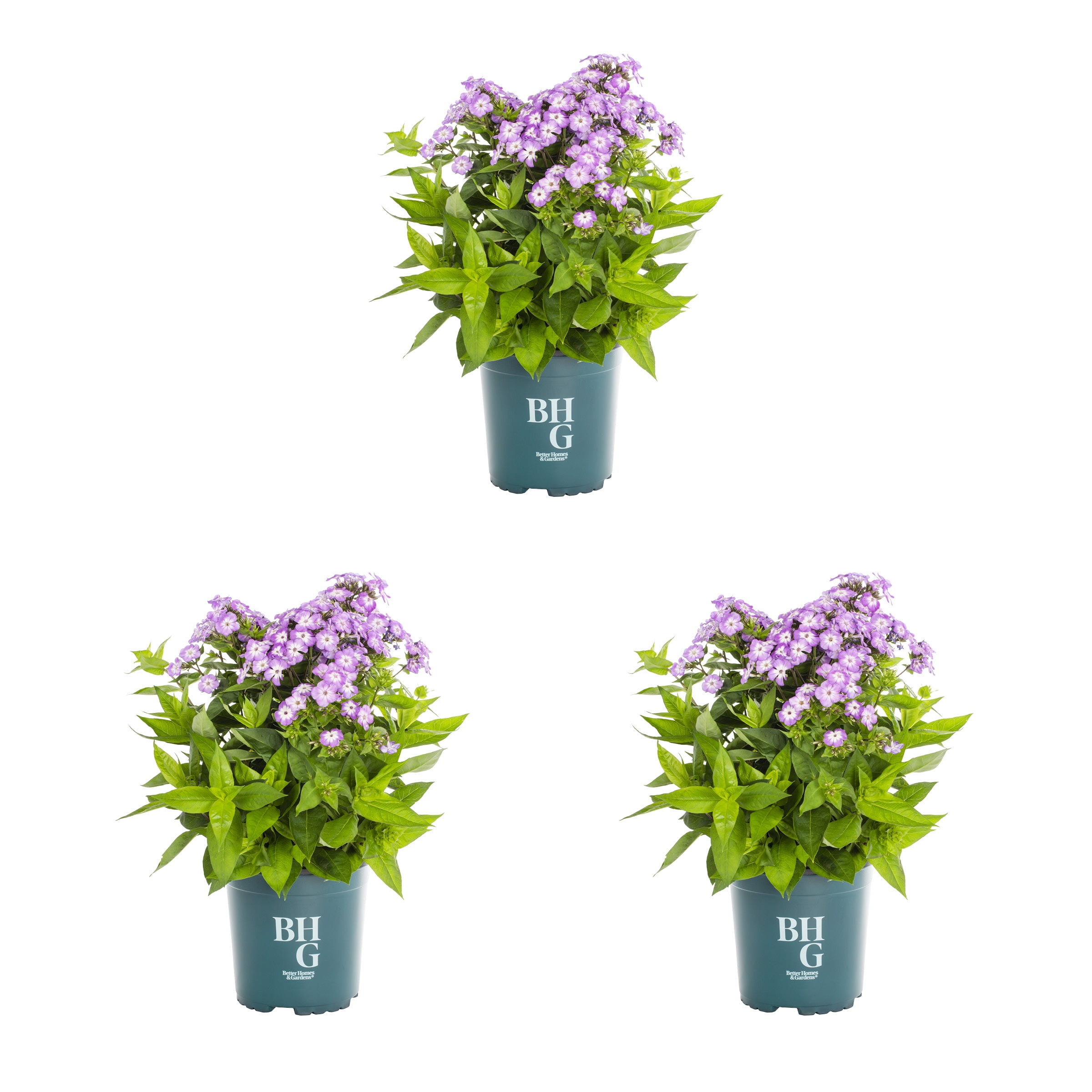 Better Homes & Gardens 2.5QT Pink Pop Phlox Live Perennial Plant Sun 3-Pack