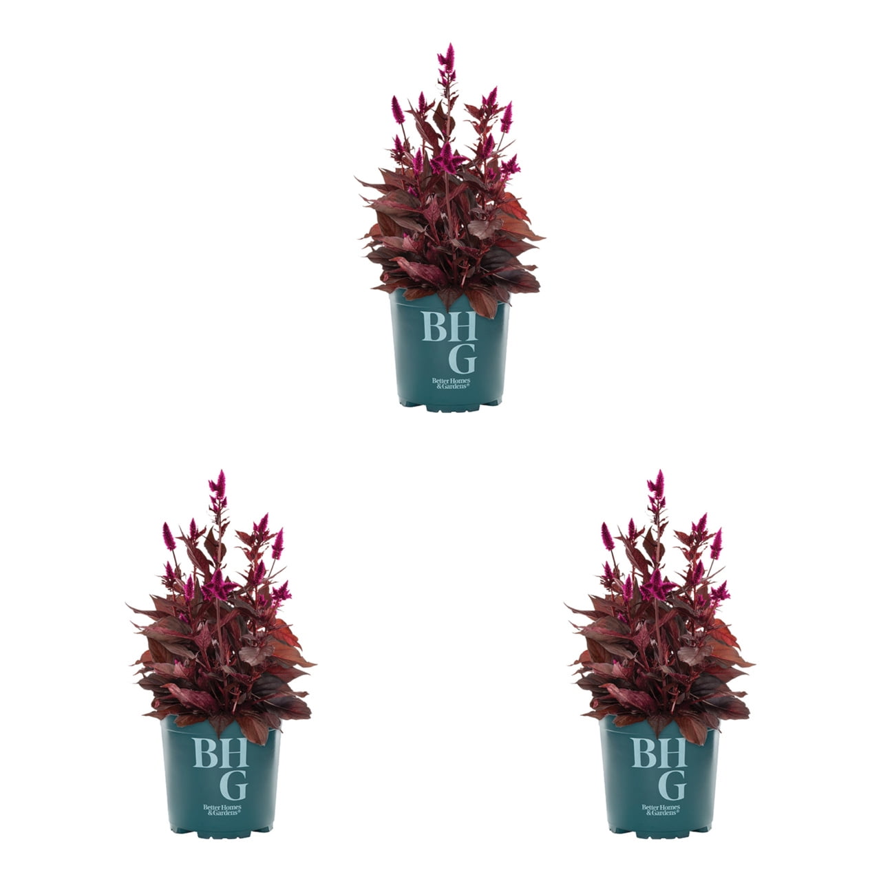 Better Homes & Gardens 2QT Purple Celosia Live Annual Plant Sun 3-Pack