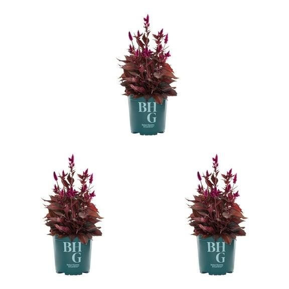 Better Homes & Gardens 2.5QT Purple Celosia Live Annual Plant Sun 3-Pack