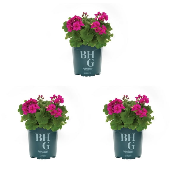 Better Homes & Gardens 2.5QT Purple Geranium Live Annual Plant Sun 3-Pack