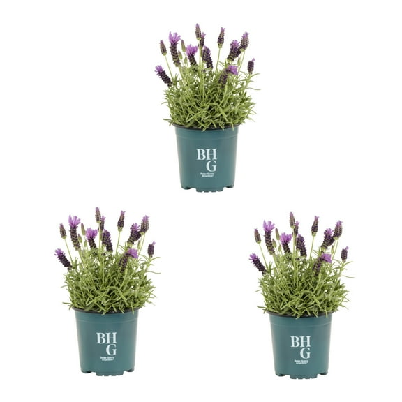 Better Homes & Gardens 2.5QT Purple Lavender Live Perennial Plant Sun 3-Pack