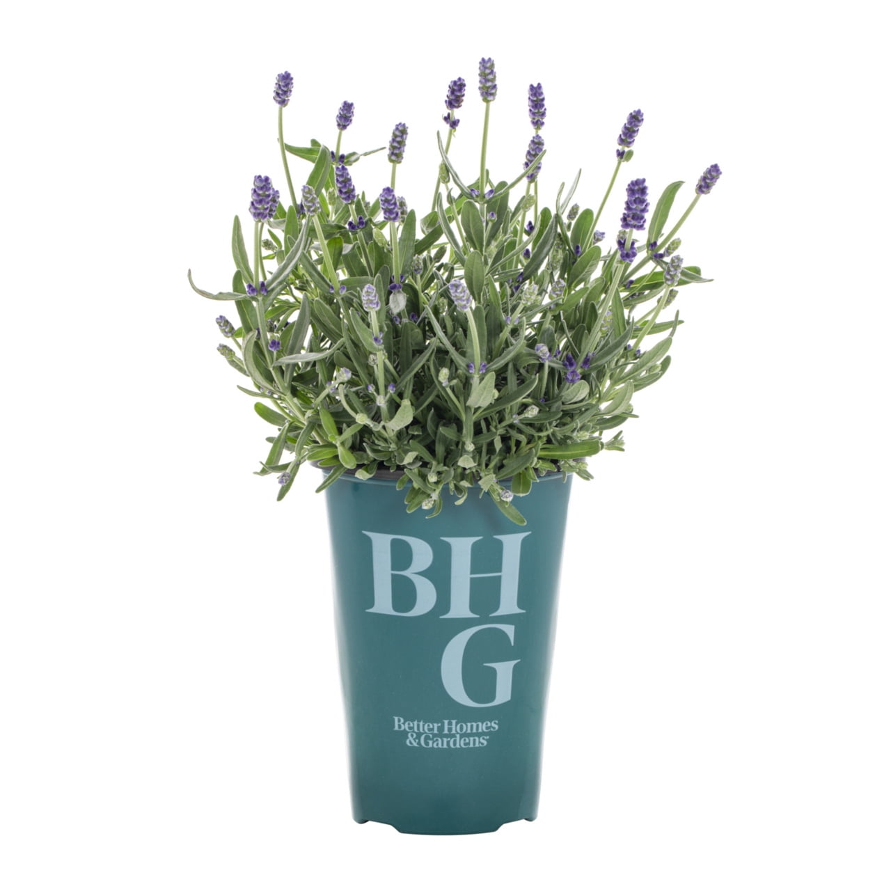 Better Homes & Gardens 2QT Purple Lavender Super Blue Live Perennial Plant Sun