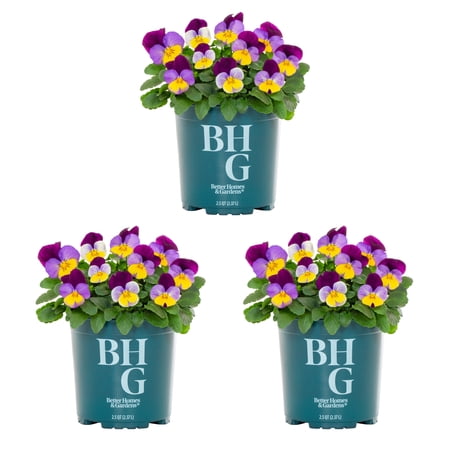 Better Homes & Gardens 2QT Purple Yellow Pansy Live Annual Plant Sun 3-Pack