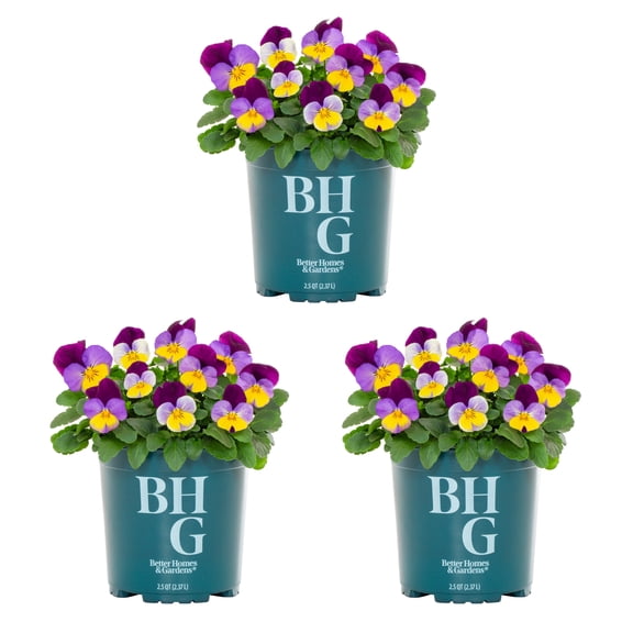 Better Homes & Gardens 2QT Purple Yellow Pansy Live Annual Plant Sun 3-Pack