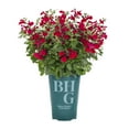 thumbnail image 1 of Better Homes & Gardens 2QT Red Salvia Gregii Mirage Cherry Live Perennial Plant Sun, 1 of 7