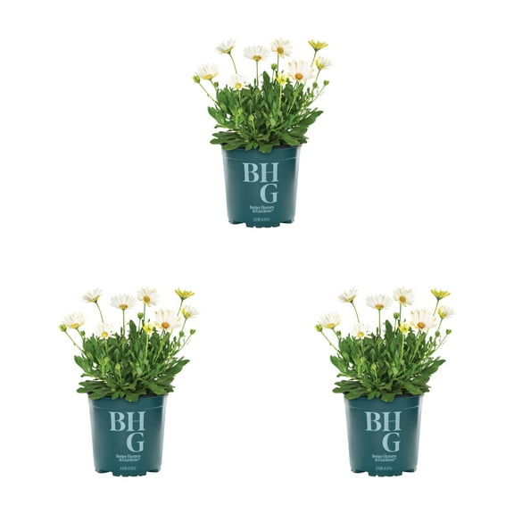 Better Homes & Gardens 2.5QT White Osteospermum Live Annual Plant Sun 3-Pack