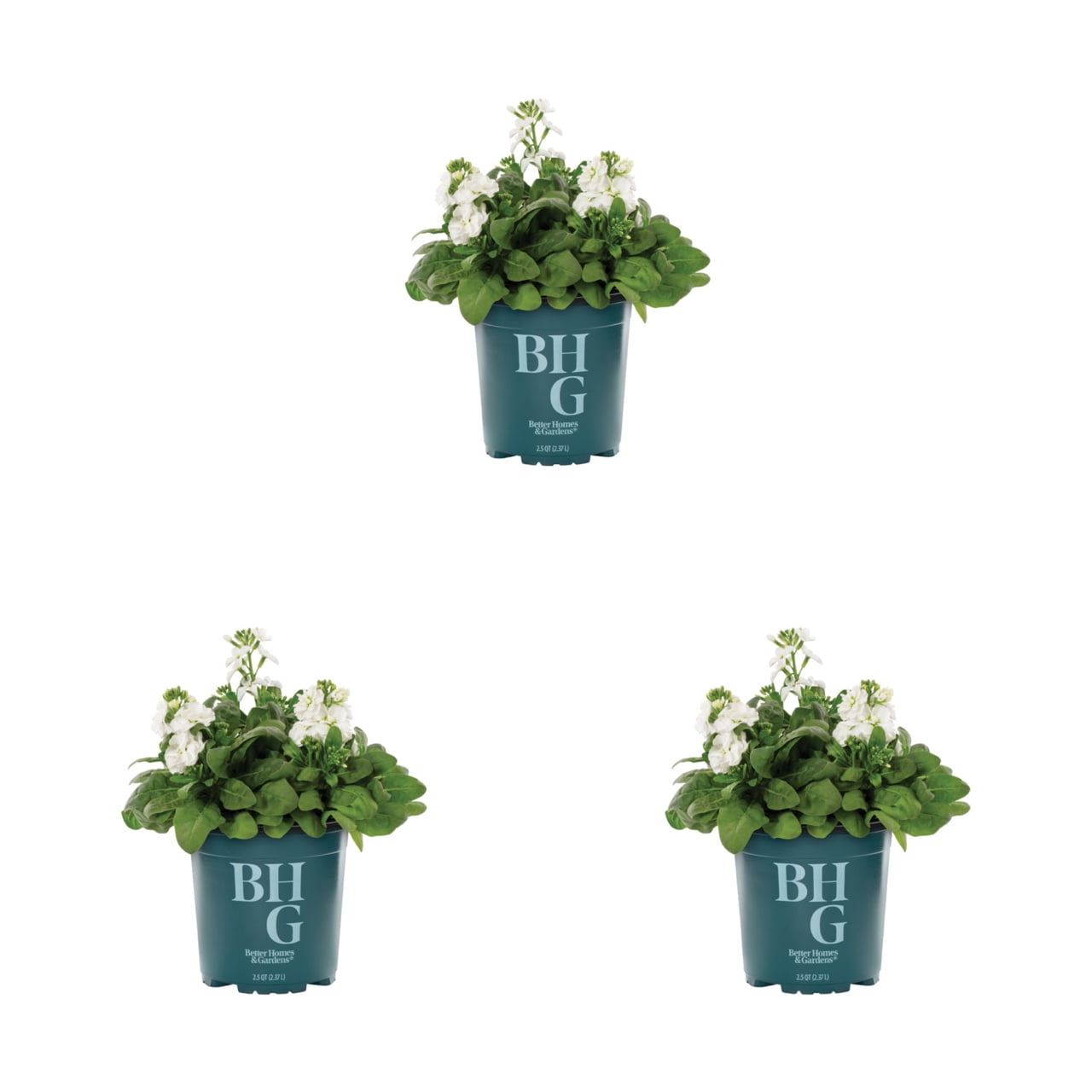 Better Homes \u0026 Gardens 2.5QT White Stock Live Plant Grower Pot Sun (3 Pack)