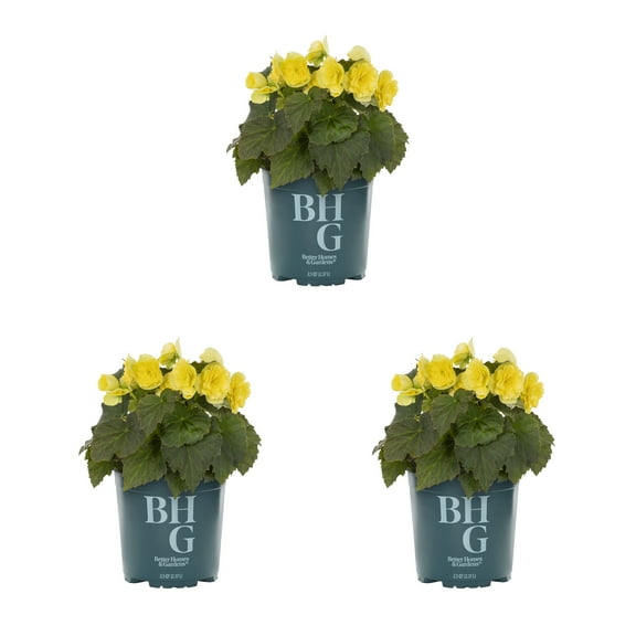 Better Homes & Gardens 2.5QT Yellow Begonia Live Annual Plant Shade 3-Pack