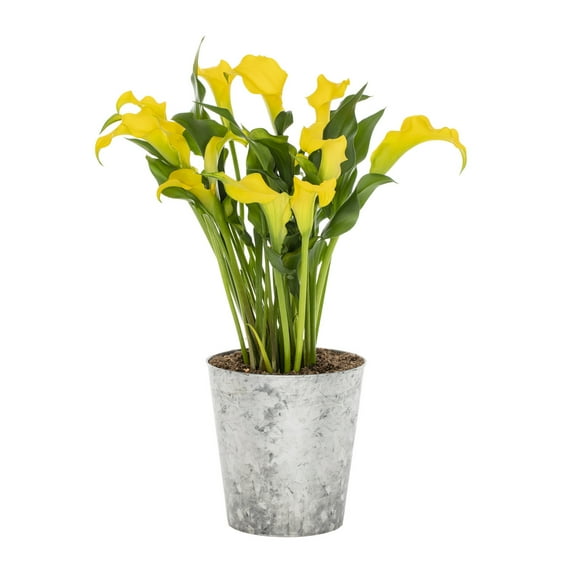 Better Homes & Gardens 2.5QT Yellow Calla Lily Live Perennial Plant Sun