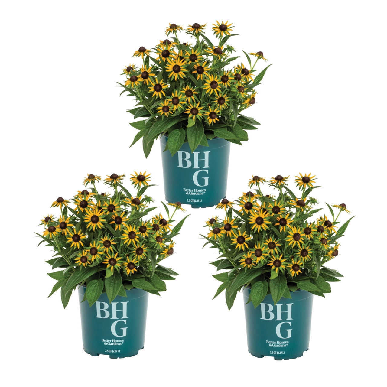 Better Homes & Gardens 2QT Yellow Rudbeckia Live Perennial Plant Sun 3-Pack