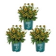 thumbnail image 1 of Better Homes & Gardens 2.5QT Yellow Rudbeckia Live Perennial Plant Sun 3-Pack, 1 of 6