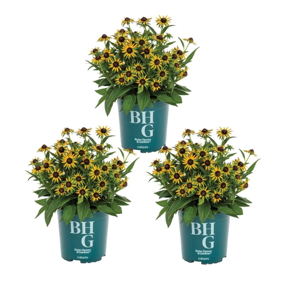 Better Homes & Gardens 2QT Yellow Rudbeckia Live Perennial Plant Sun 3-Pack