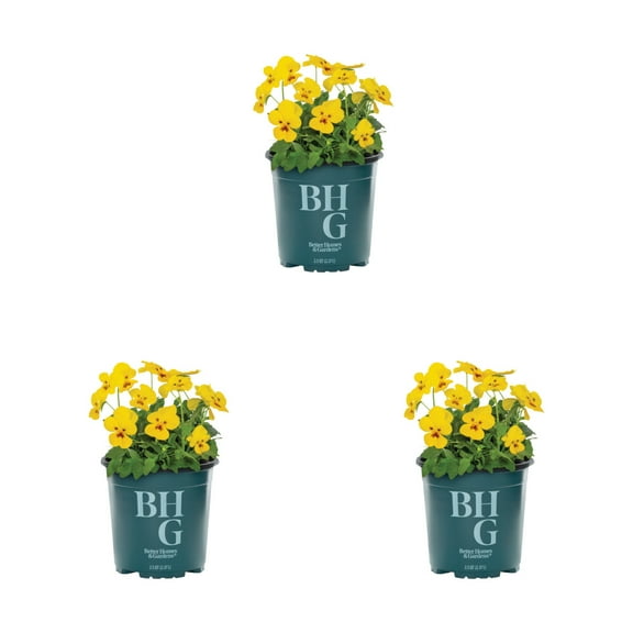 Better Homes & Gardens 2QT Yellow Trailing Pansy Live Annual Plant Sun 3-Pack