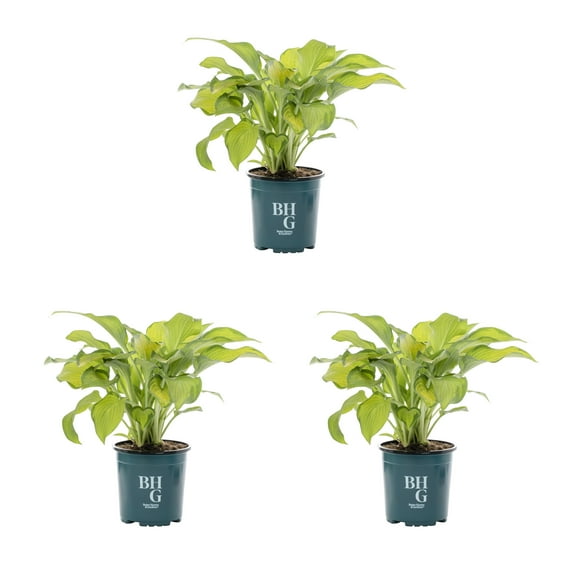 Better Homes & Gardens 2QT Yellow Variegated Hosta Live Perennial Plant Shade 3-Pack