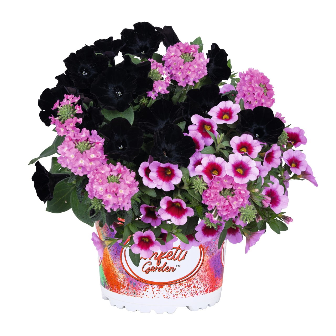 Better Homes & Gardens 2 Gallon Coco Hanging Basket Multicolor Multispecies Annuals Combo Outdoor Live Plants Full Sun