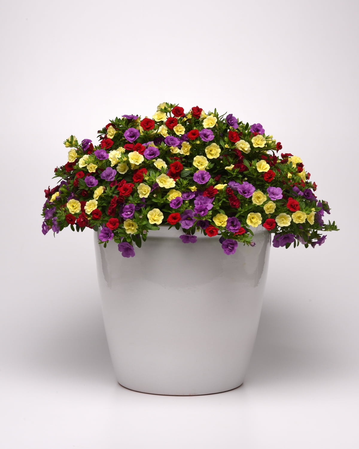 Better Homes & Gardens 2 Gallon Hanging Basket Multicolor Double