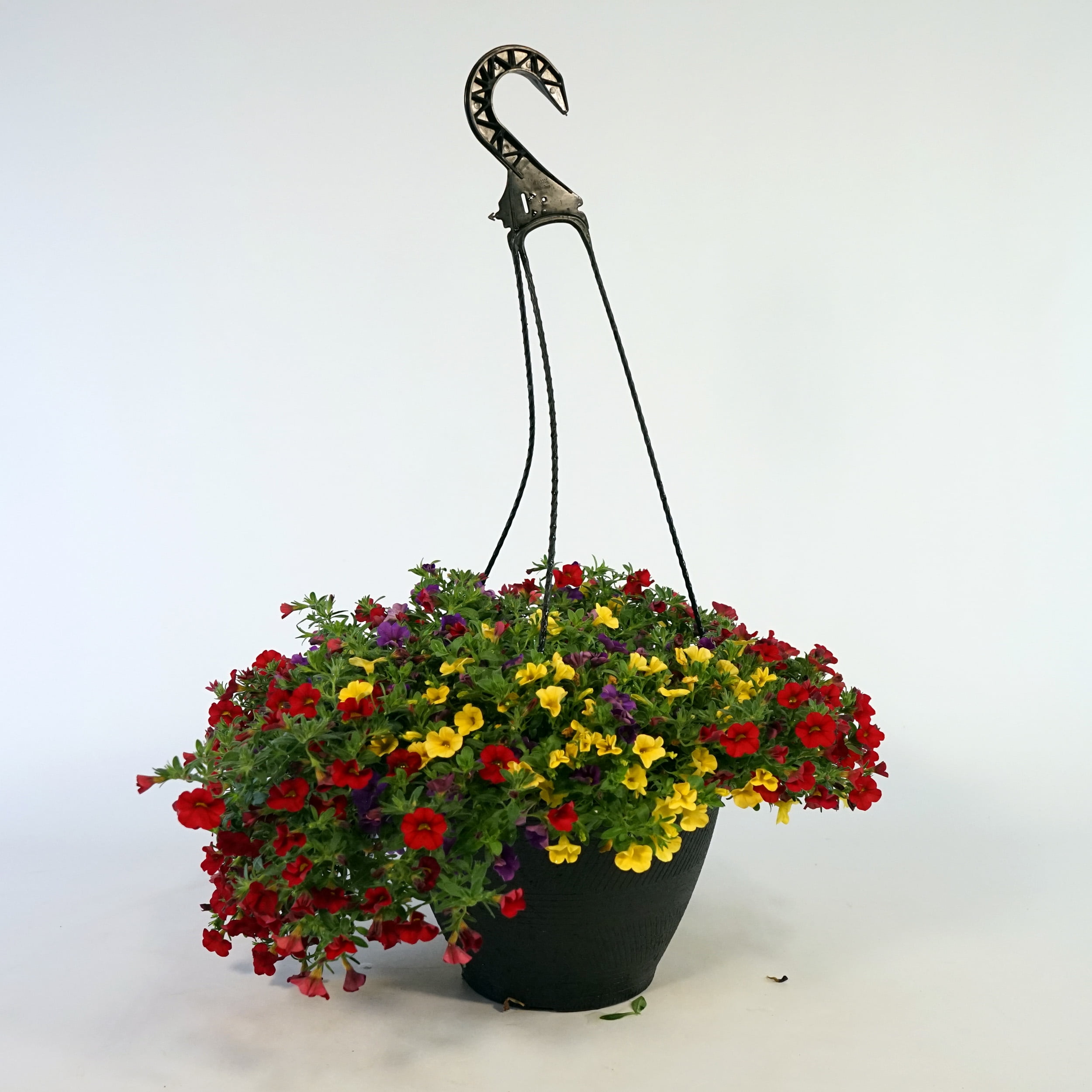 Better Homes & Gardens 2 Gallon Hanging Basket Multicolor Calibrichoa Combo Annual Flowers Live Plants Full Sun