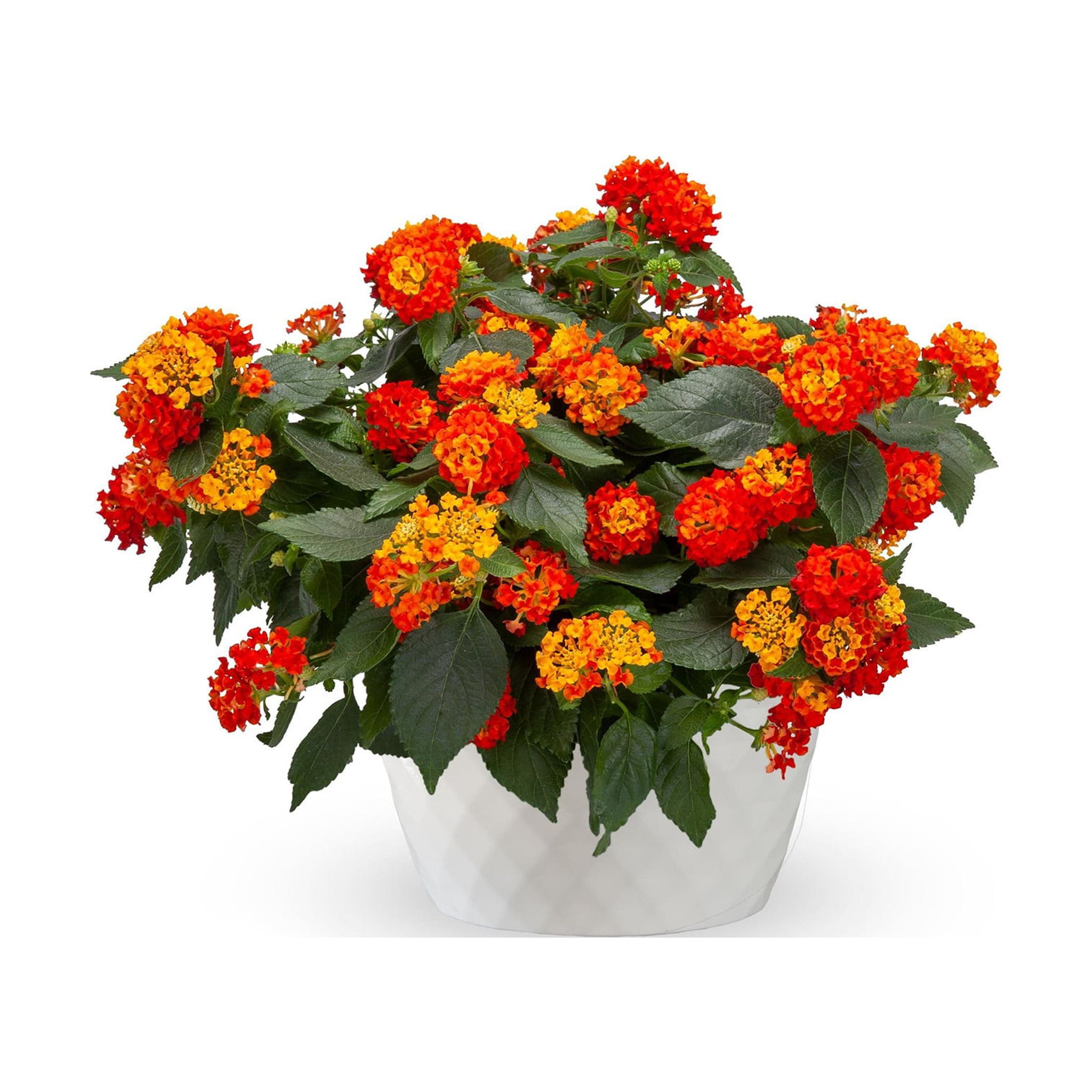 Better Homes & Gardens 2 Quart Multicolor Lantana Red Orange Annual Flowers Live Plants