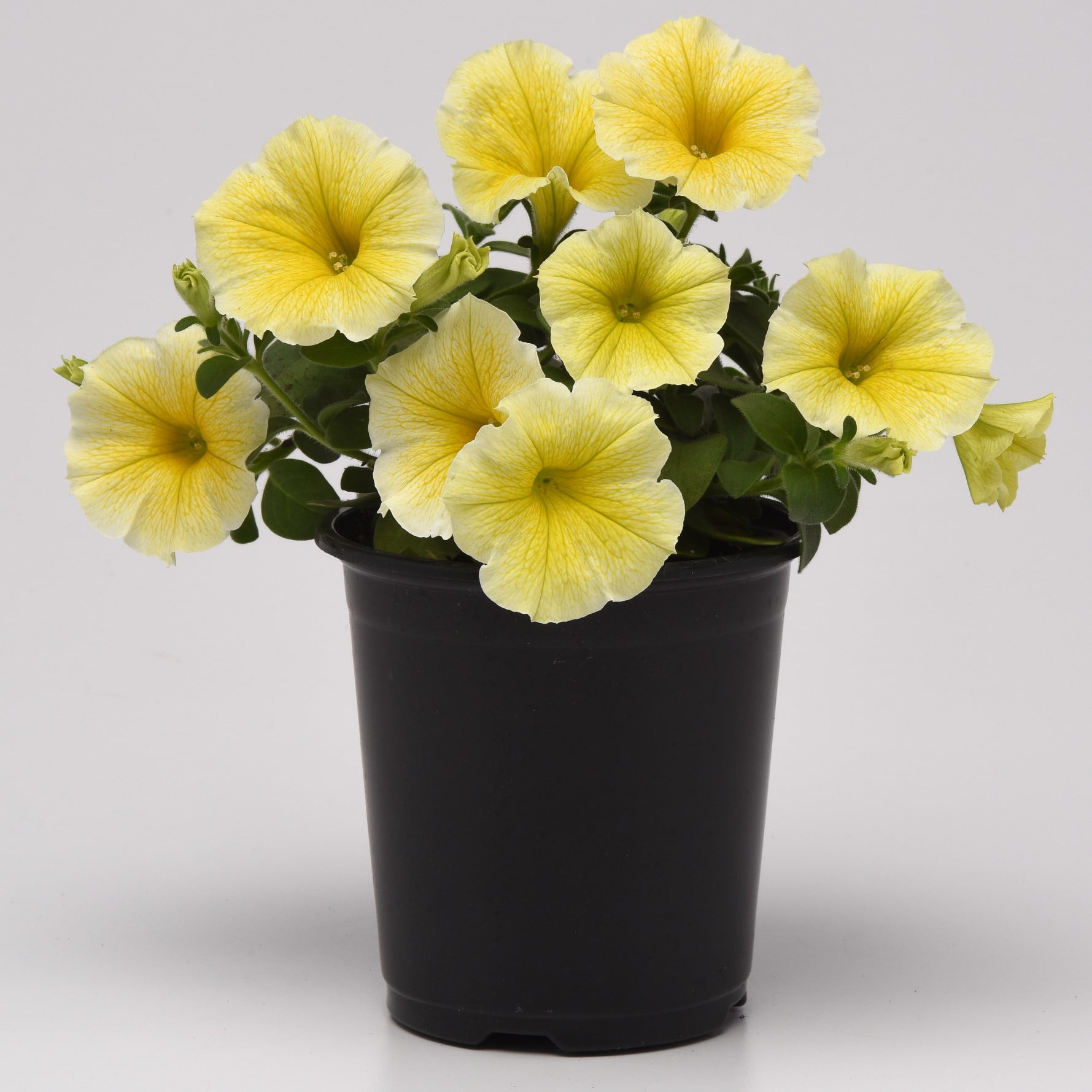 Better Homes & Gardens 2 Quart Yellow Or Pink Petunia Annual Flowers Live Plants
