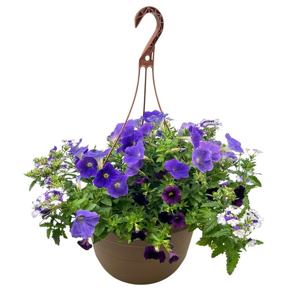 Better Homes & Gardens 2G Blue Purple Petunia Calibrachoa Verbena Combo Hanging Basket Live Plant Decorative Pot Sun