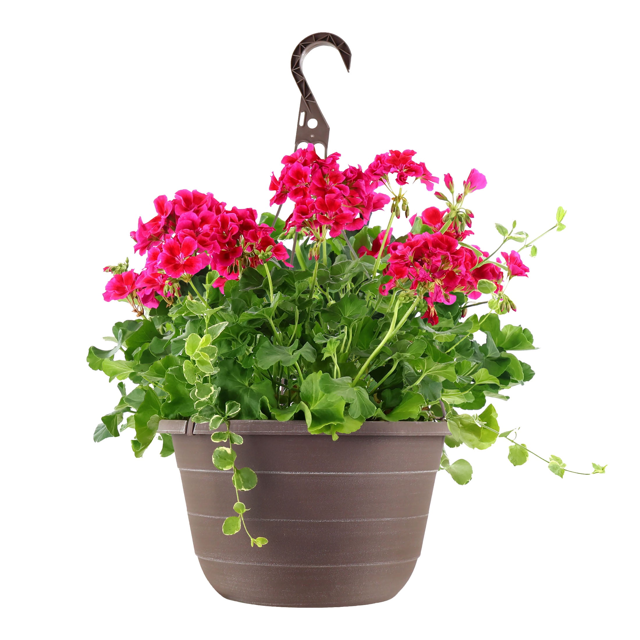 Low Maintenance Hanging Plants