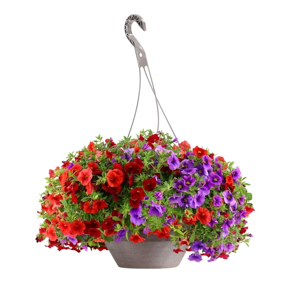 Better Homes & Gardens 24" Multicolor Calibrachoa Combo Live Plants in 7" Hanging Basket