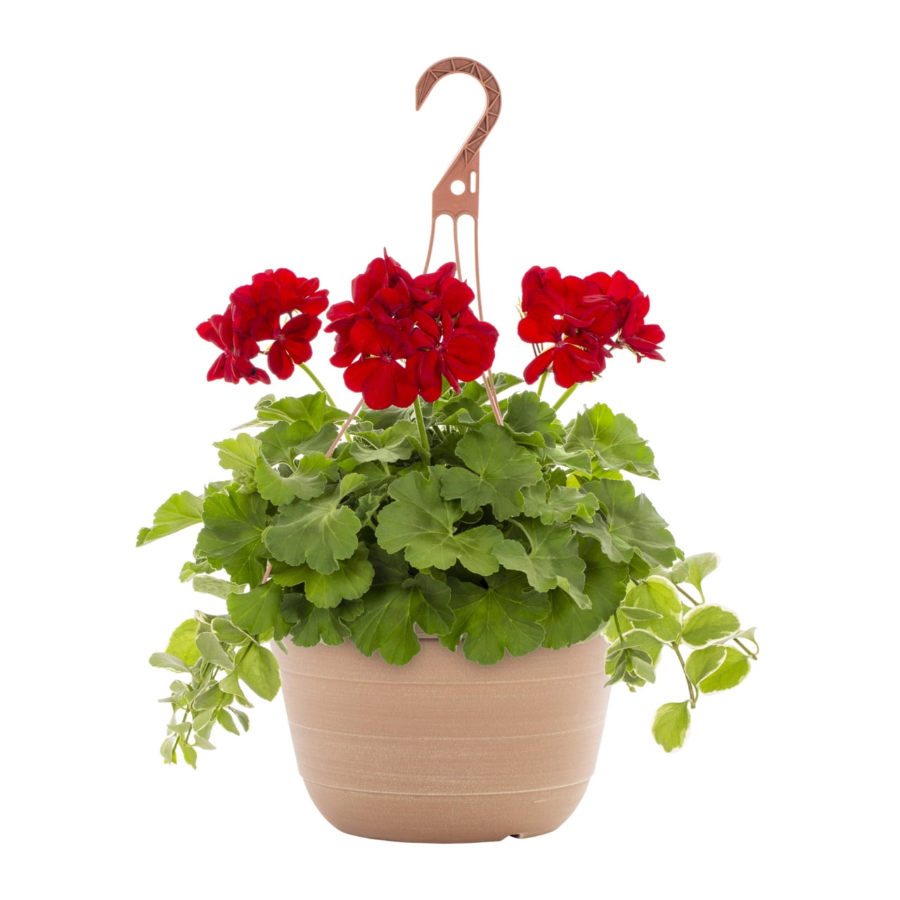 Better Homes & Gardens 2gal Multicolor Geranium Vinca Vine Live Annual Plant Hanging Basket Sun