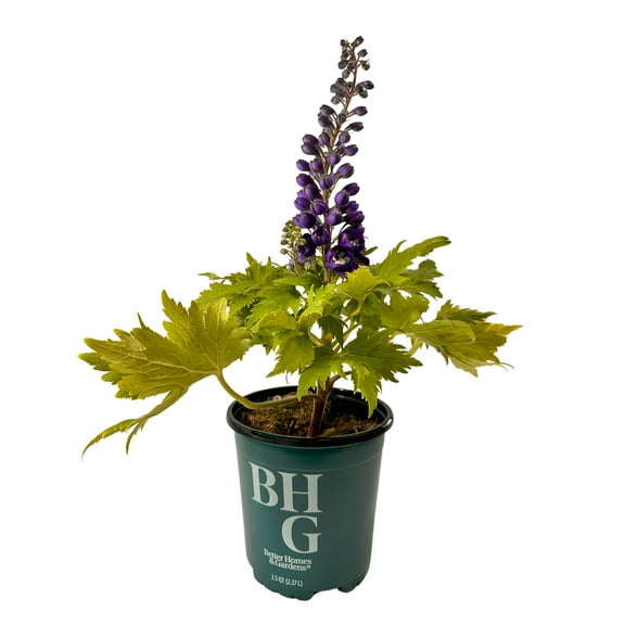 Better Homes & Gardens 2QT Blue Delphinium Live Plant Grower Pot Part Sun