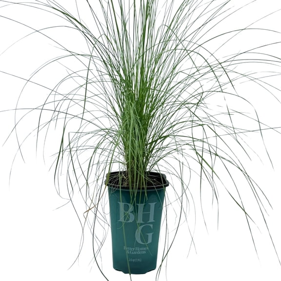 Better Homes & Gardens 2QT Pink Muhly Grass Live Plant Sun