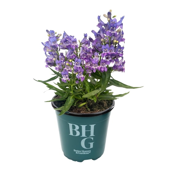 Better Homes & Gardens 2QT Purple Penstemon Live Plant Grower Pot Sun