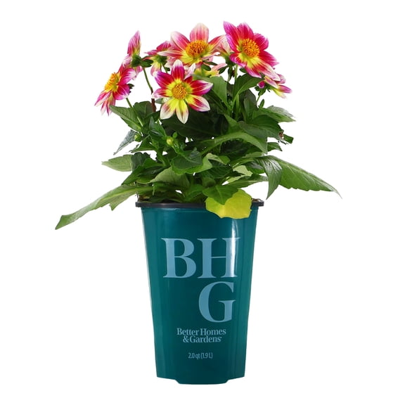 Better Homes & Gardens 14" Pink Multicolor Dahlia Live Plants in 7" Grower Pot Full Sun