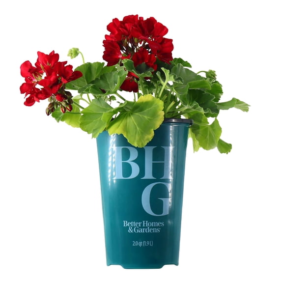 Better Homes & Gardens 14" Red Geranium Live Plants in 7" Grower Pot Full Sun