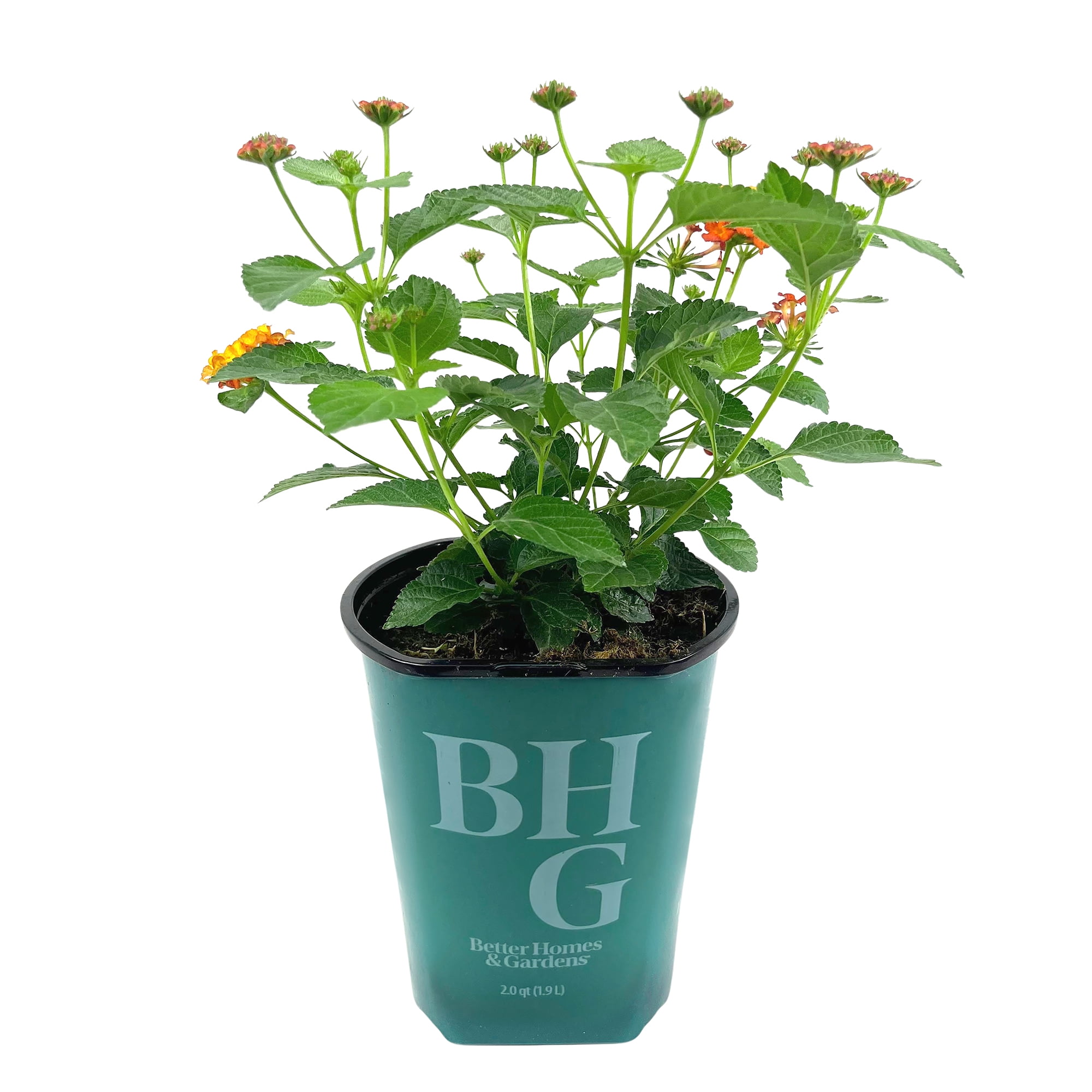 self watering indoor planter Self-Watering Spruce Planter (21