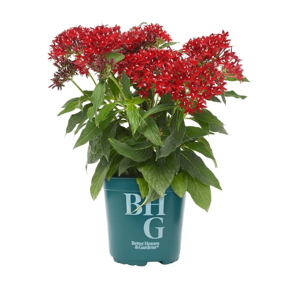 Better Homes & Gardens 2QT Red Pentas Live Plant Grower Pot Sun